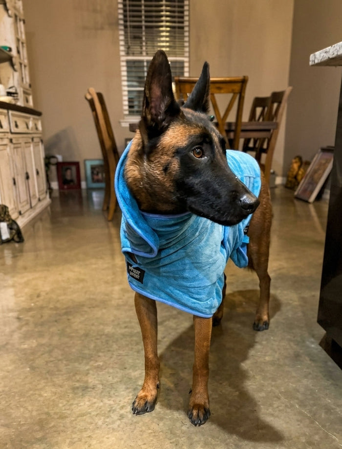 Hank · cattle dog